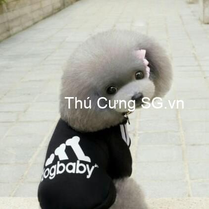 kiotviet_6213a0c6a46e9419487f3bf84089395e