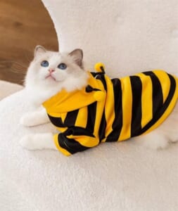 Áo ong vàng cho chó mèo