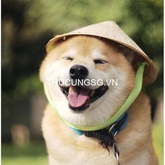 kiotviet_9f894e061f98492d0bcee3435743d623 kiotviet_9f894e061f98492d0bcee3435743d623