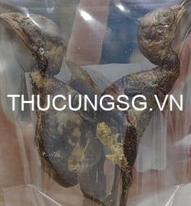 Thịt sấy đông cút nguyên con lớn 20g