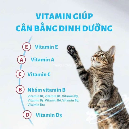 mr vet t4_4